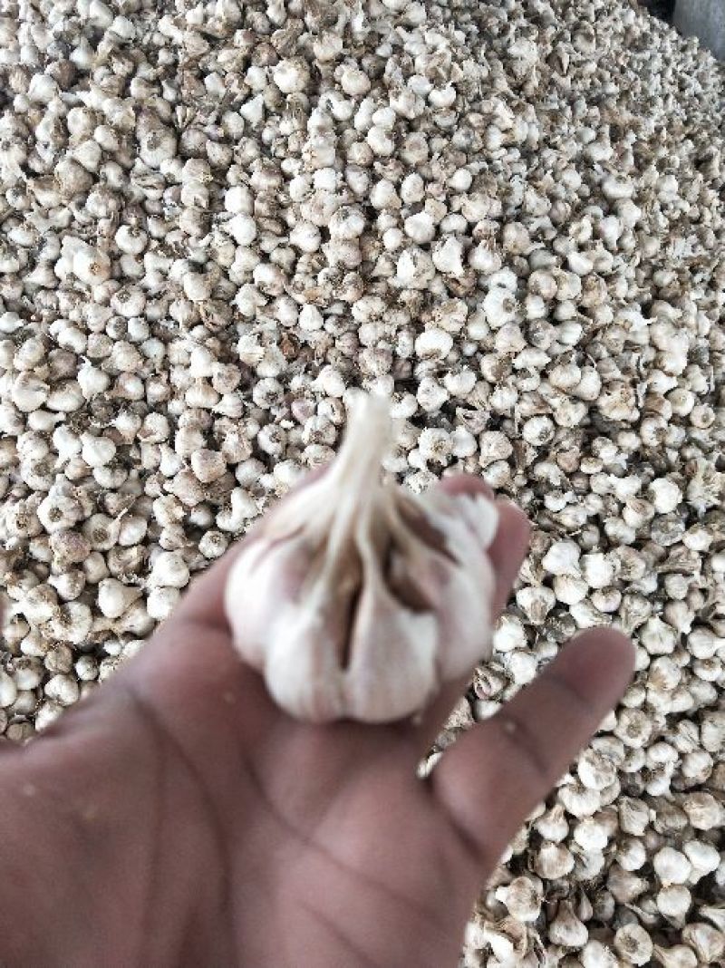 红七星一代蒜独蒜种子
