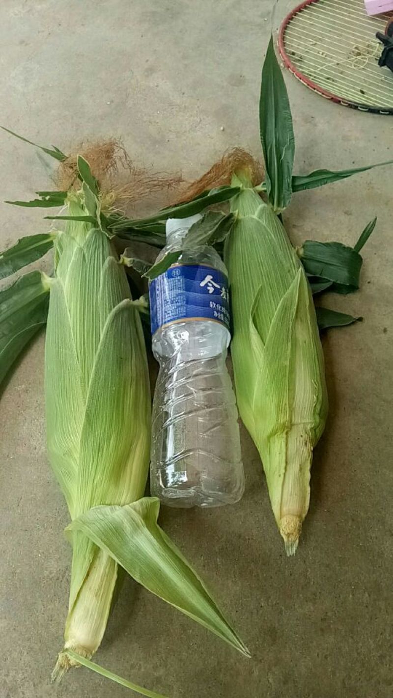 各种精品双色水果玉米批发