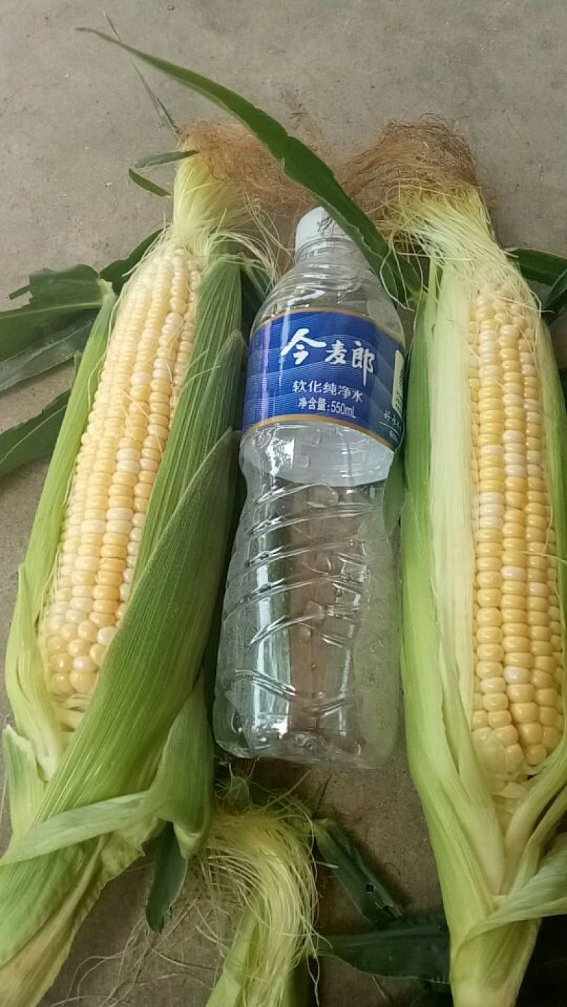 各种精品双色水果玉米批发