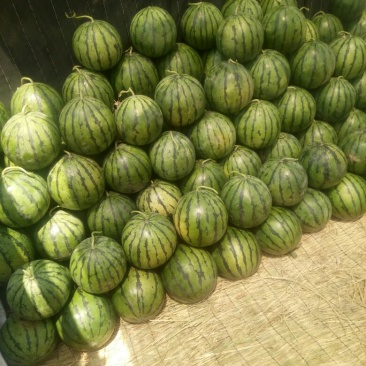 甜王京欣西瓜10斤打底9成熟1茬