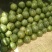 甜王京欣西瓜10斤打底9成熟1茬
