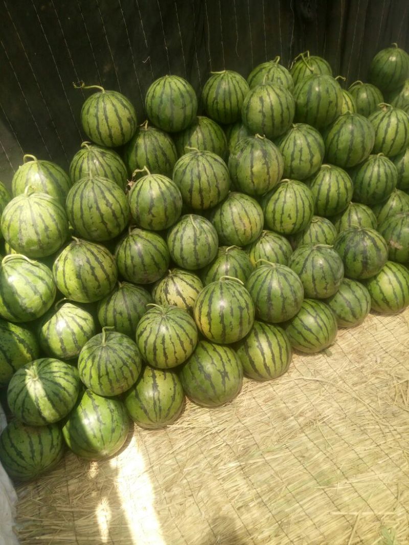 甜王京欣西瓜10斤打底9成熟1茬