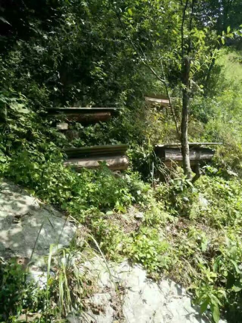 西北深山纯野生土蜂蜜