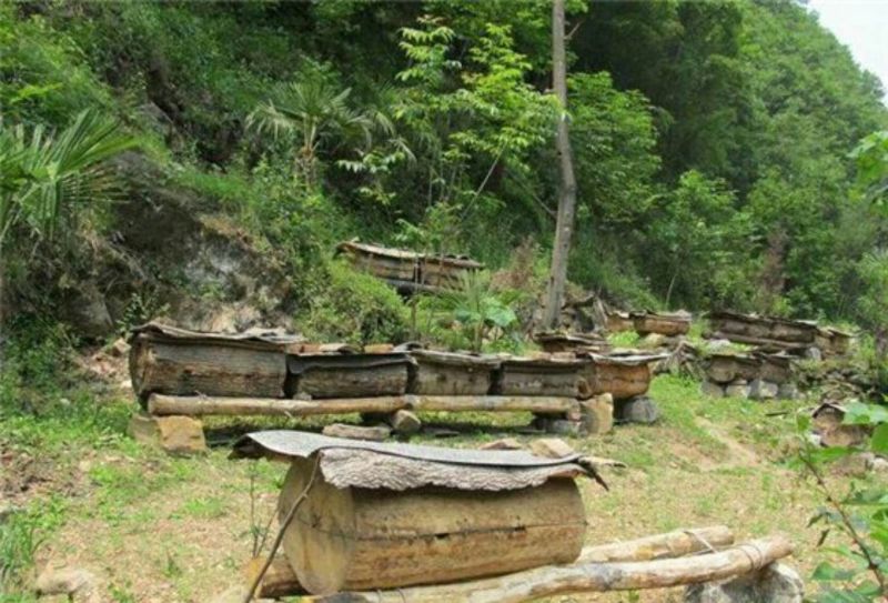 西北深山纯野生土蜂蜜