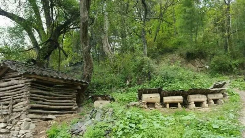 西北深山纯野生土蜂蜜