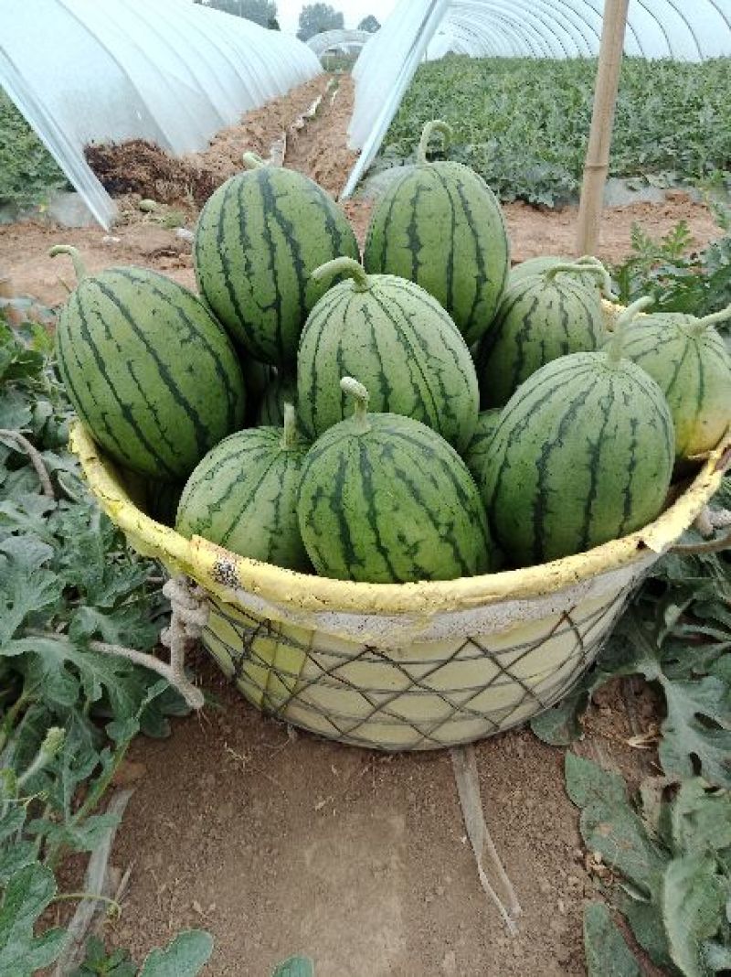 8424冰糖瓜大量上市