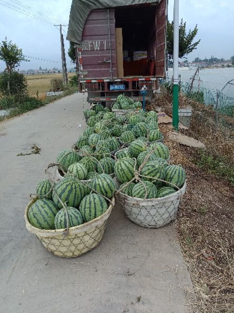 8424冰糖瓜大量上市