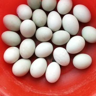 鲜鸭蛋食用