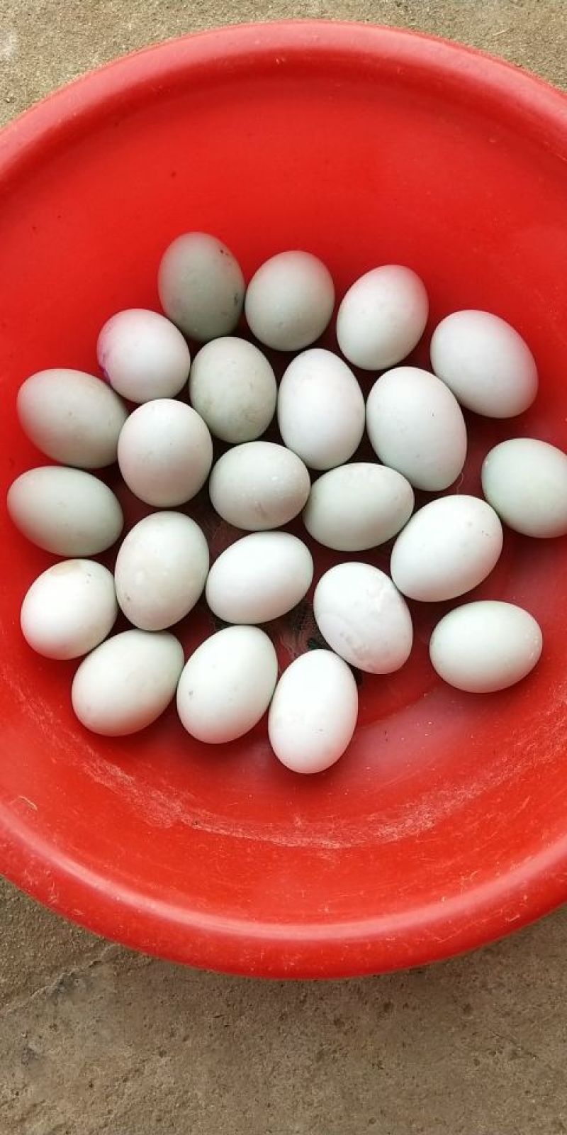 鲜鸭蛋食用