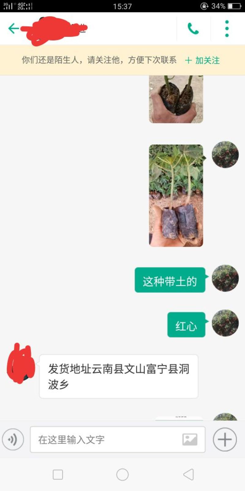 木瓜苗红心木瓜苗黄金木瓜苗