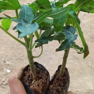 木瓜苗红心木瓜苗黄金木瓜苗