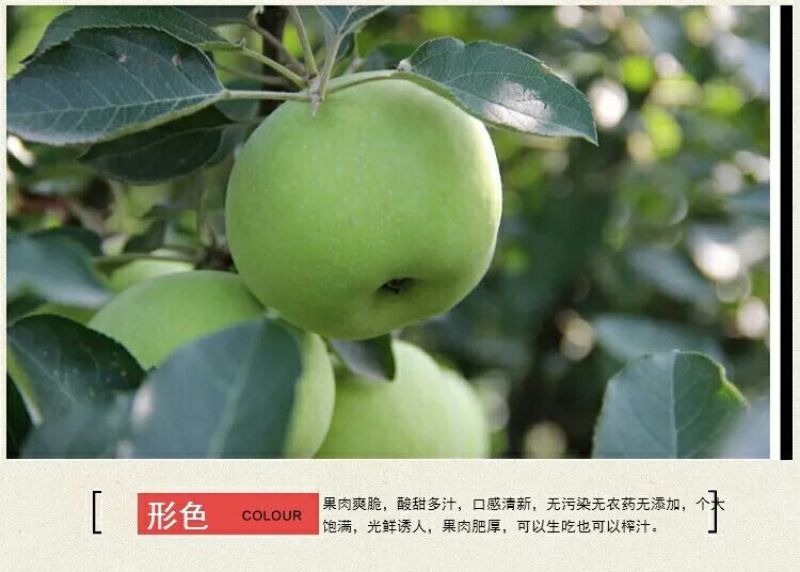 青苹果一件代发，长期供应
