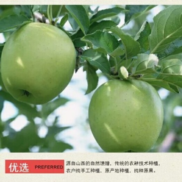 青苹果一件代发，长期供应