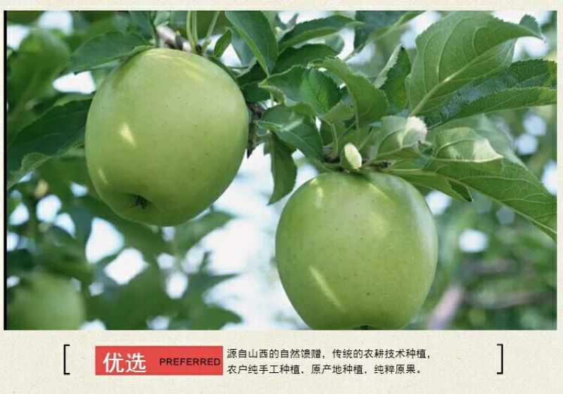 青苹果一件代发，长期供应