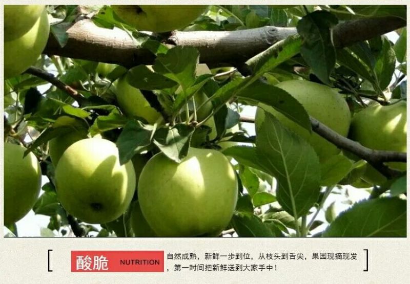 青苹果一件代发，长期供应