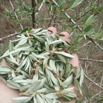 野生沙棘茶