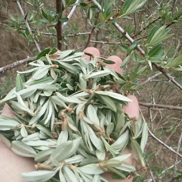 野生沙棘茶