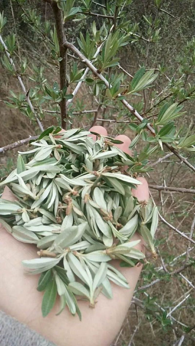 野生沙棘茶