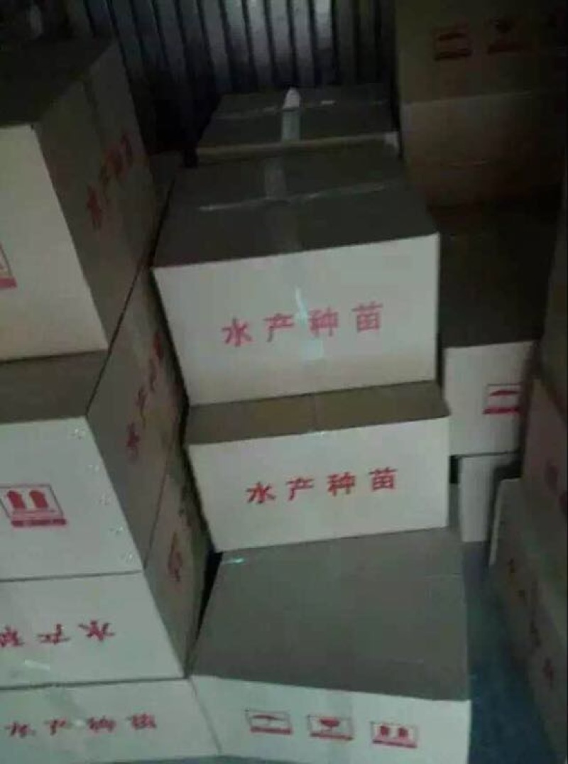 鮰鱼苗美国斑点叉尾鮰鱼、快大、病害少