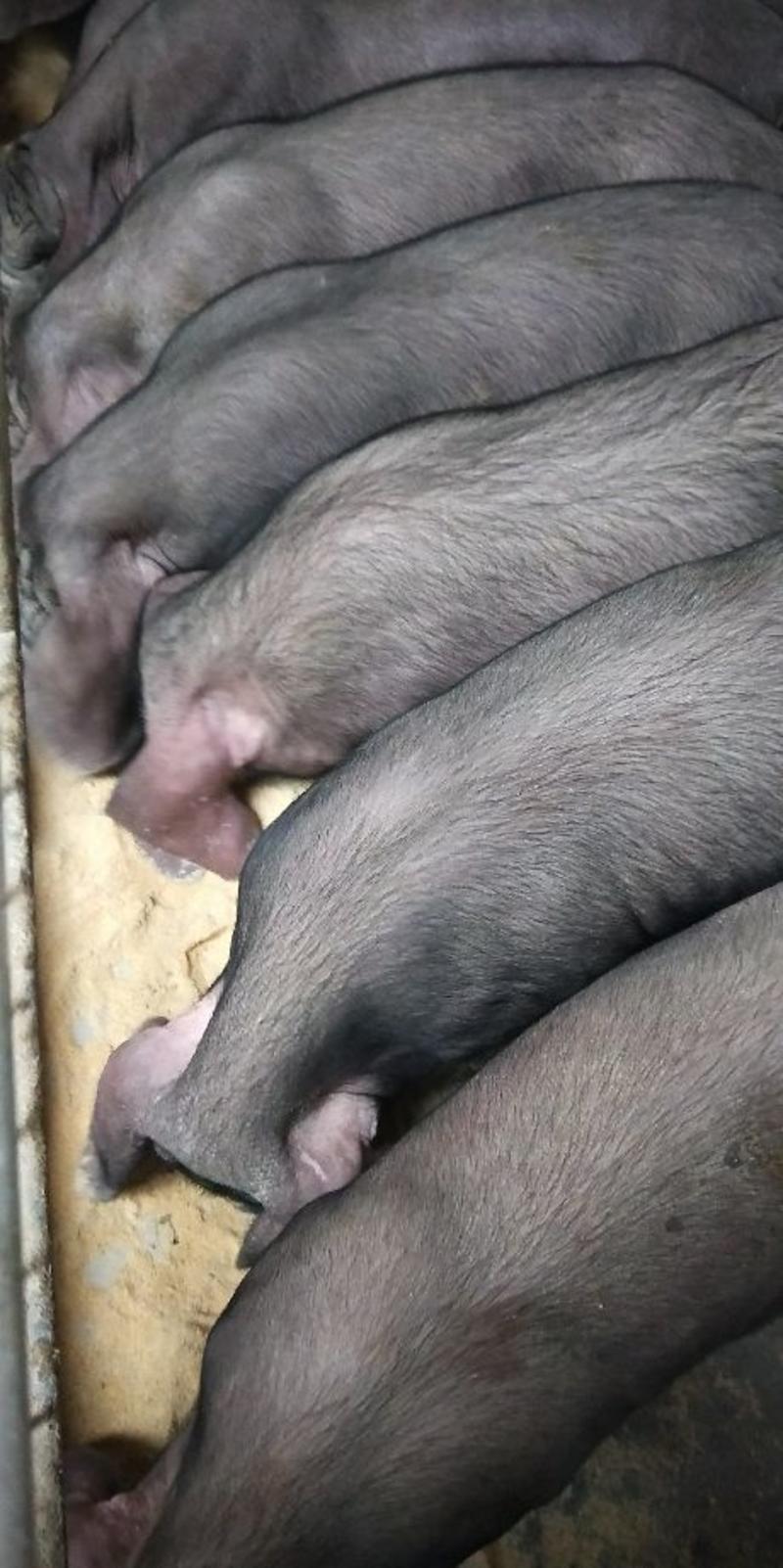 太湖母猪原种高产母猪，支持专车运输，保证质量