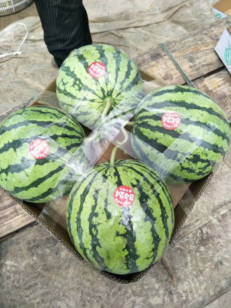 【对接客户】精品无籽美都西瓜甘肃发货6~12斤诚信经营