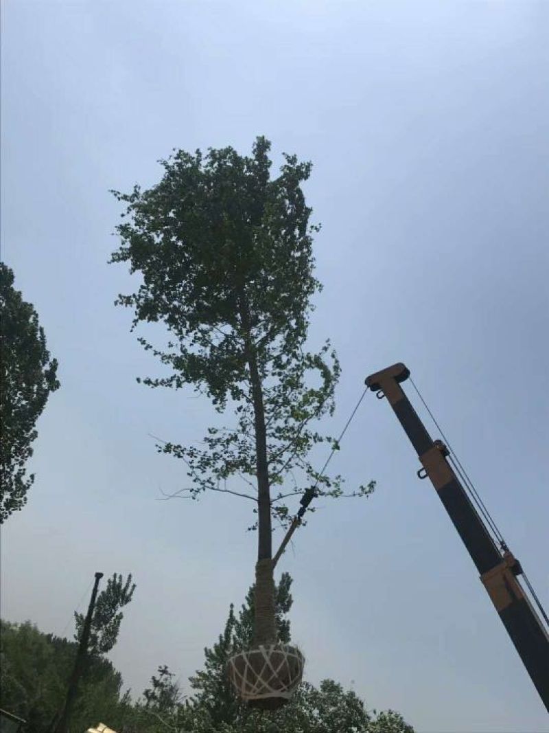银杏树樱花树