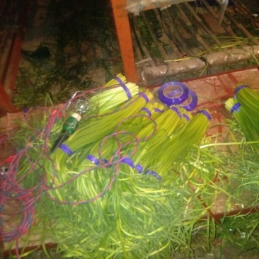 金乡蒜苔，优质蒜苔，杂交蒜苔，质量保证，随到随装