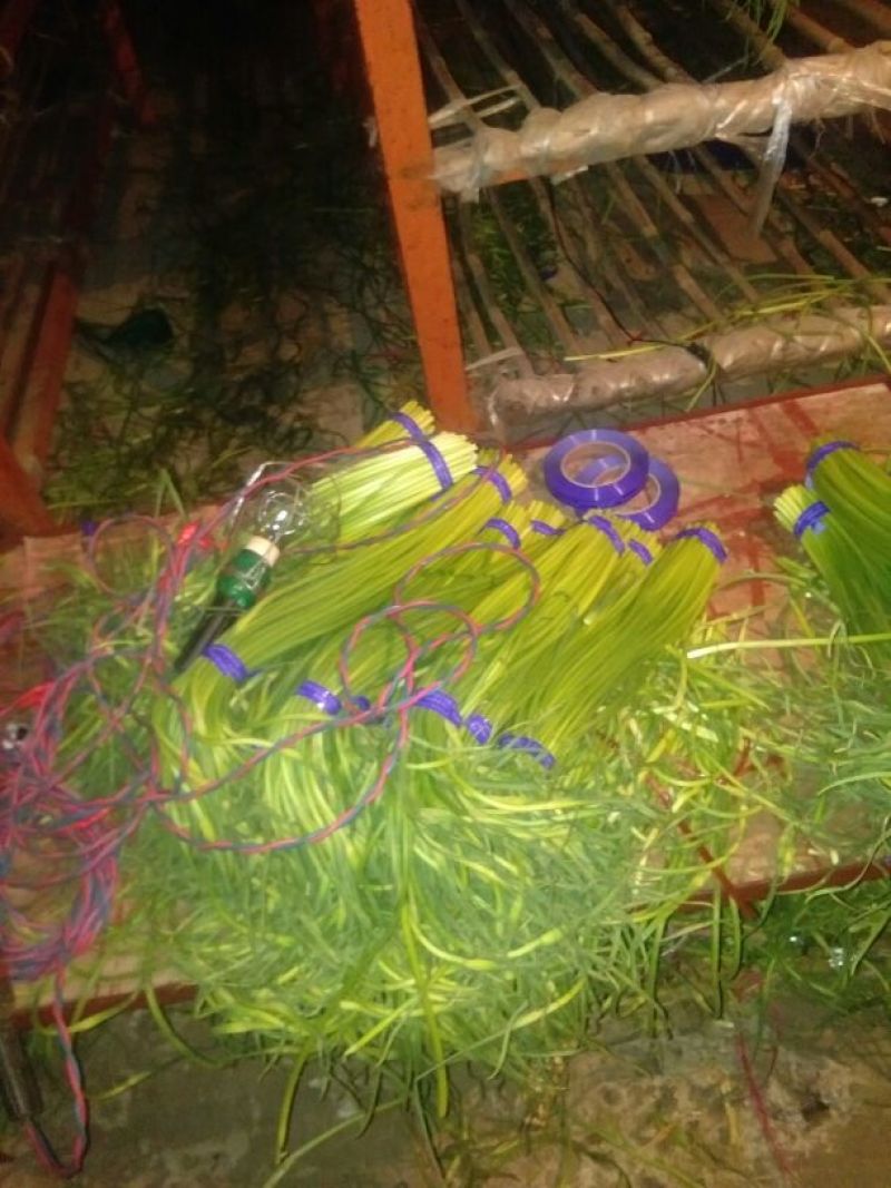 金乡蒜苔，优质蒜苔，杂交蒜苔，质量保证，随到随装