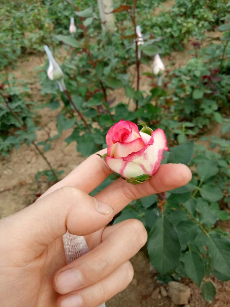 山东万亩玫瑰基地花农基地直发一手货源。