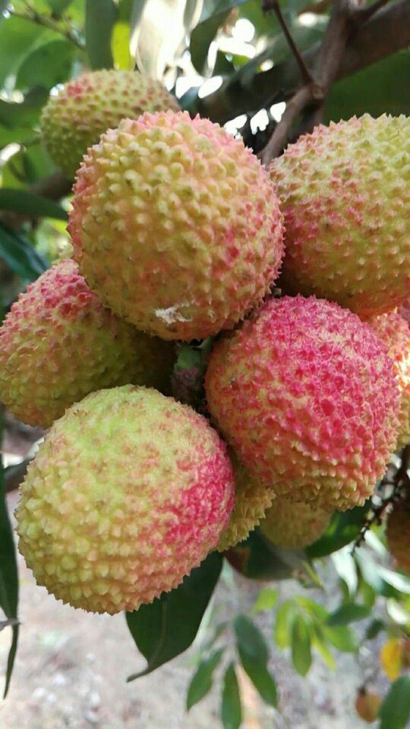 妃子笑荔枝