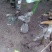 爱媛38号苗30～45cm