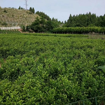 红橘苗0.8～2公分