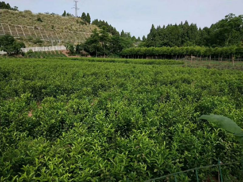 红橘苗0.8～2公分
