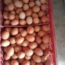 海兰白鸡蛋，质优价廉，支持送货，大中小都