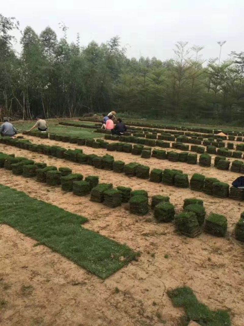 大量提供优质绿化草皮。