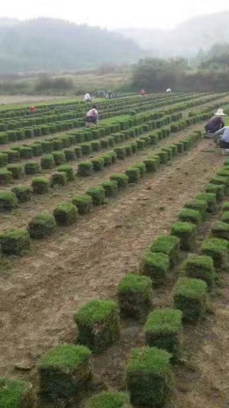 大量提供优质绿化草皮。