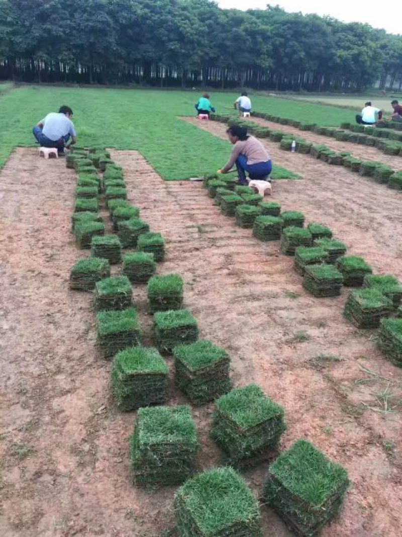 大量提供优质绿化草皮。