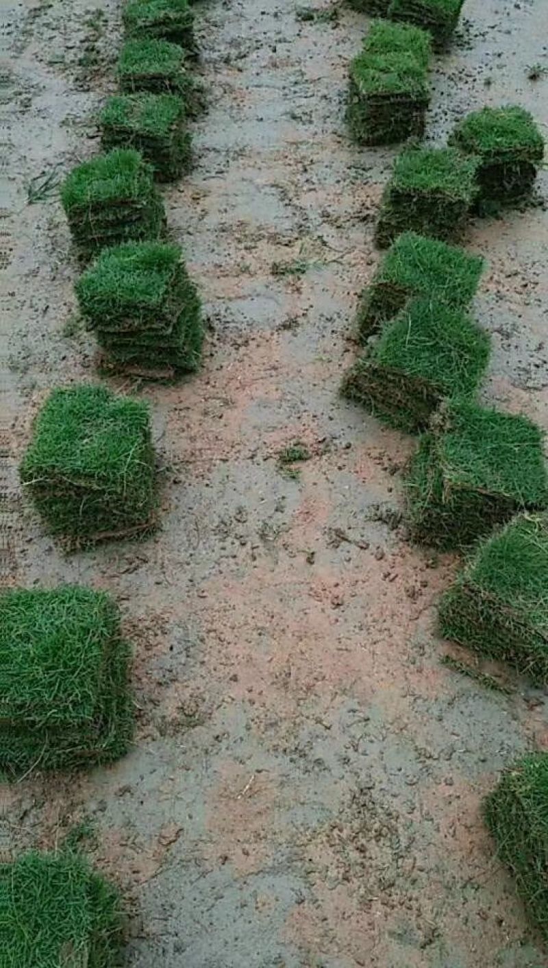 大量提供优质绿化草皮。