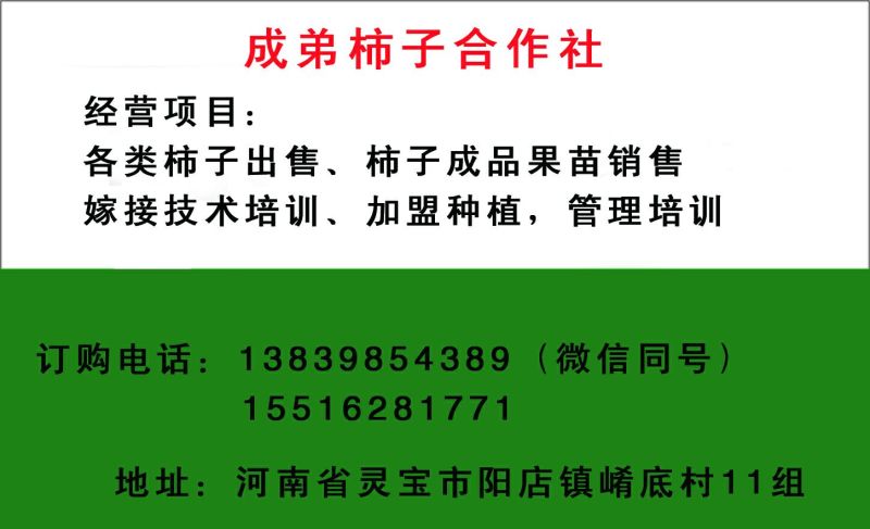 一口香，柿子！