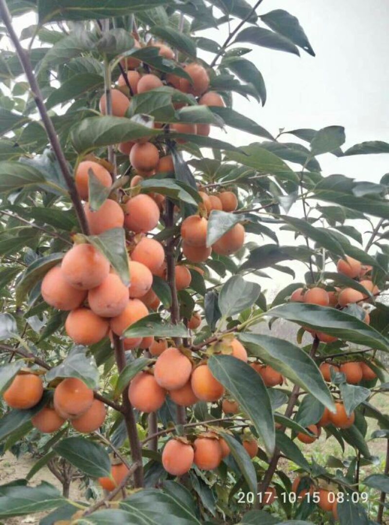 一口香，柿子！