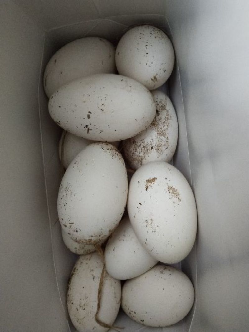 土鹅蛋食用