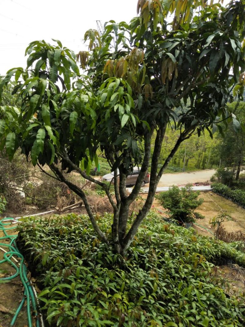 金皇芒树苗(原土杯嫁接苗)地径1公分以上