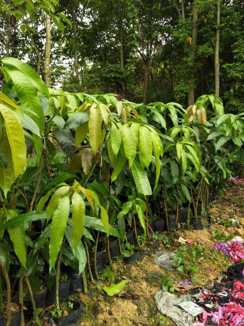 金皇芒树苗(原土杯嫁接苗)地径1公分以上