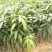 金皇芒树苗(原土杯嫁接苗)地径1公分以上