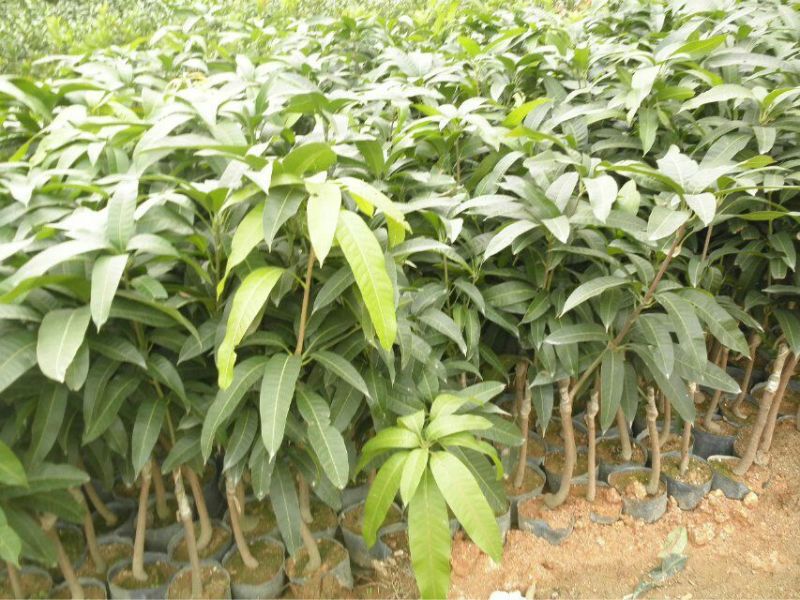 金皇芒树苗(原土杯嫁接苗)地径1公分以上