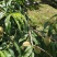 临海苍山大白桃12个，6斤装
