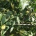 临海苍山大白桃12个，6斤装