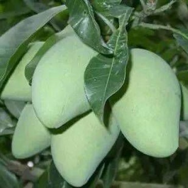 芒果苗，四季蜜芒果树苗(大小规格都有)原土杯带叶出售