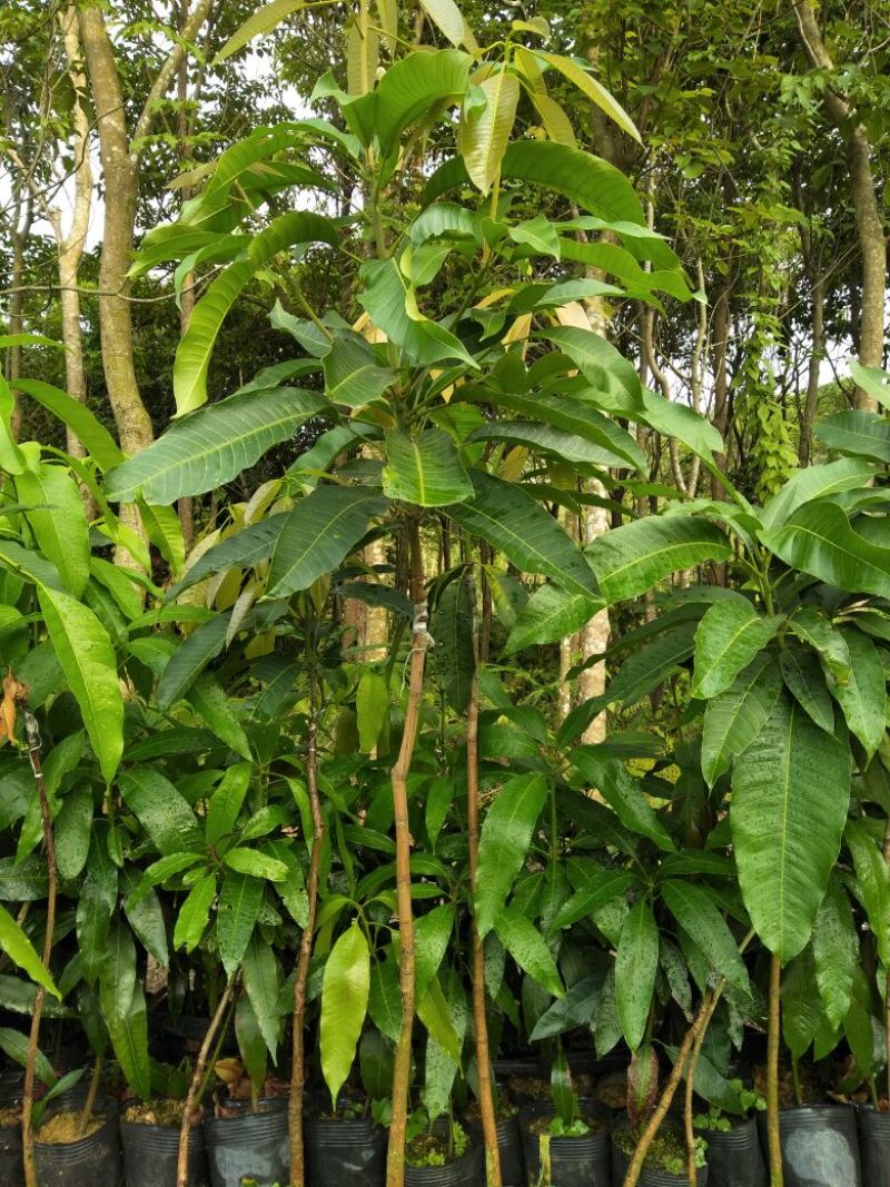 芒果苗，四季蜜芒果树苗(大小规格都有)原土杯带叶出售