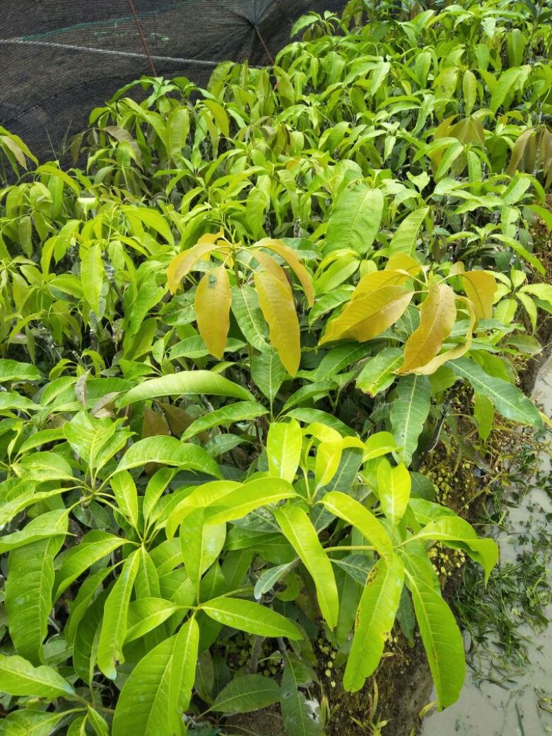 芒果苗，四季蜜芒果树苗(大小规格都有)原土杯带叶出售